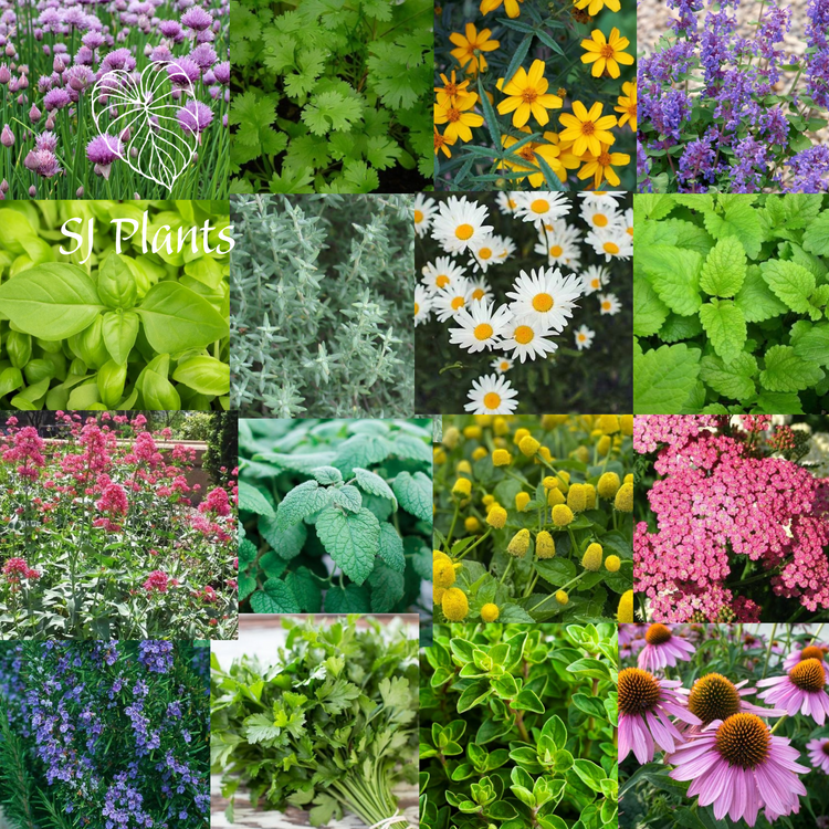 Herb Seeds