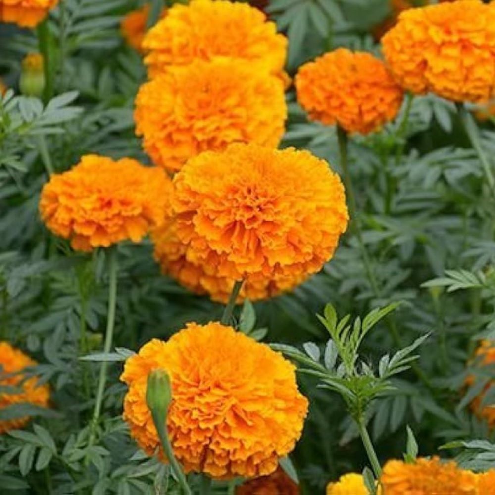 African Marigold - Sierra Orange