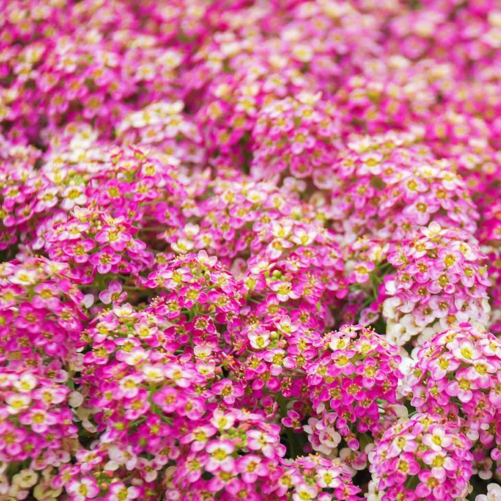 Alyssum - Rosie O'Day
