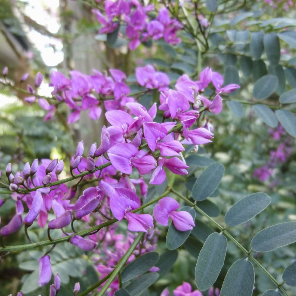 Austral Indigo - Native Indigo