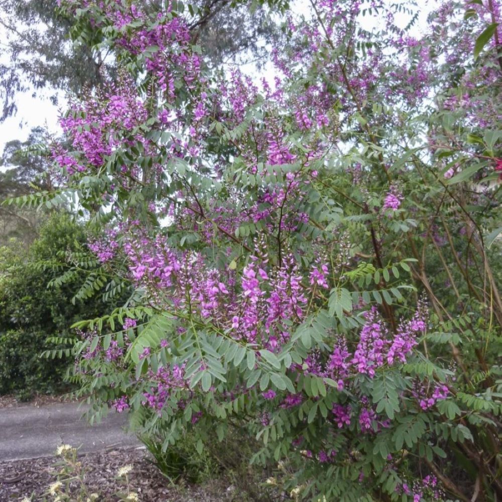 Austral Indigo - Native Indigo