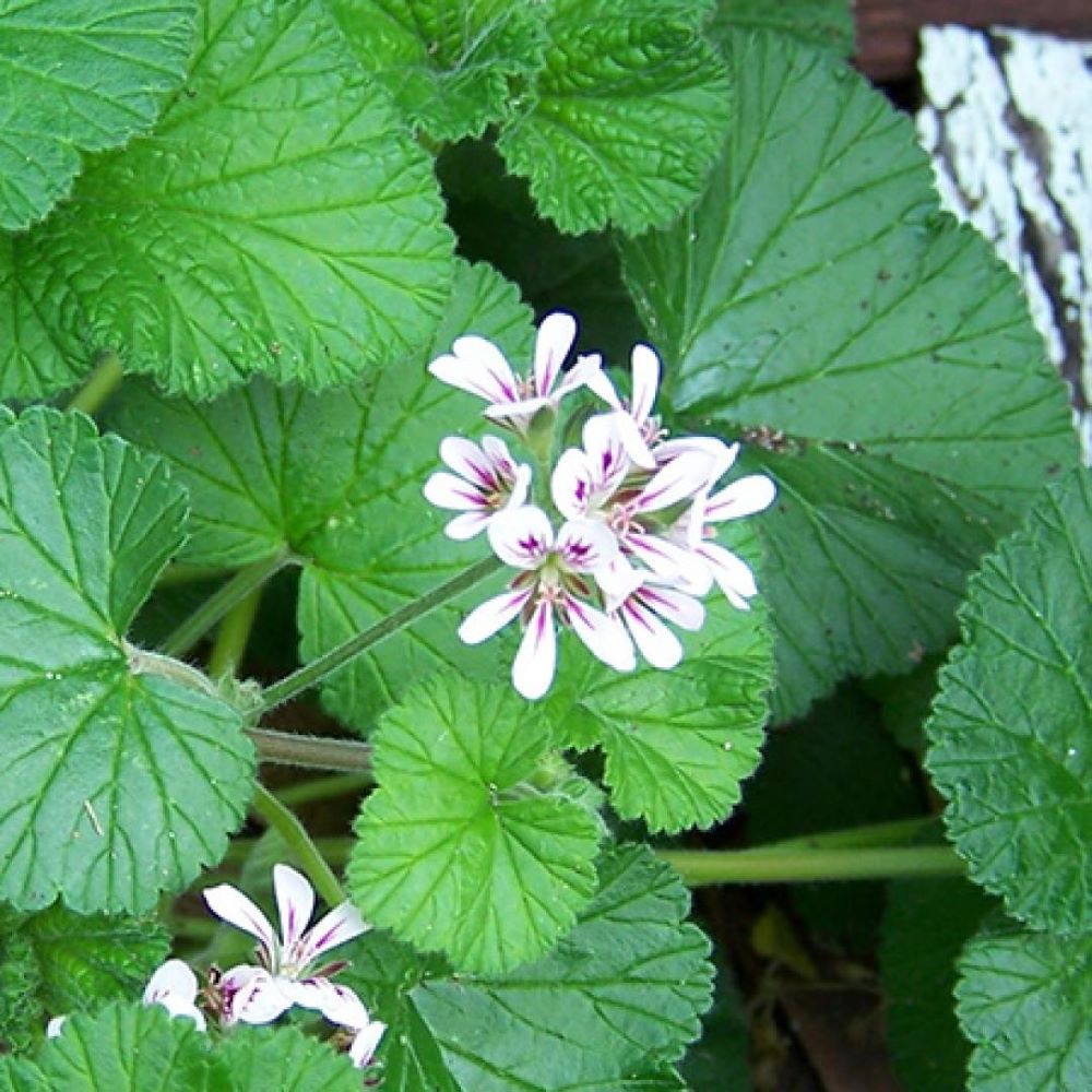 Austral Stork's Bill - Native Geranium