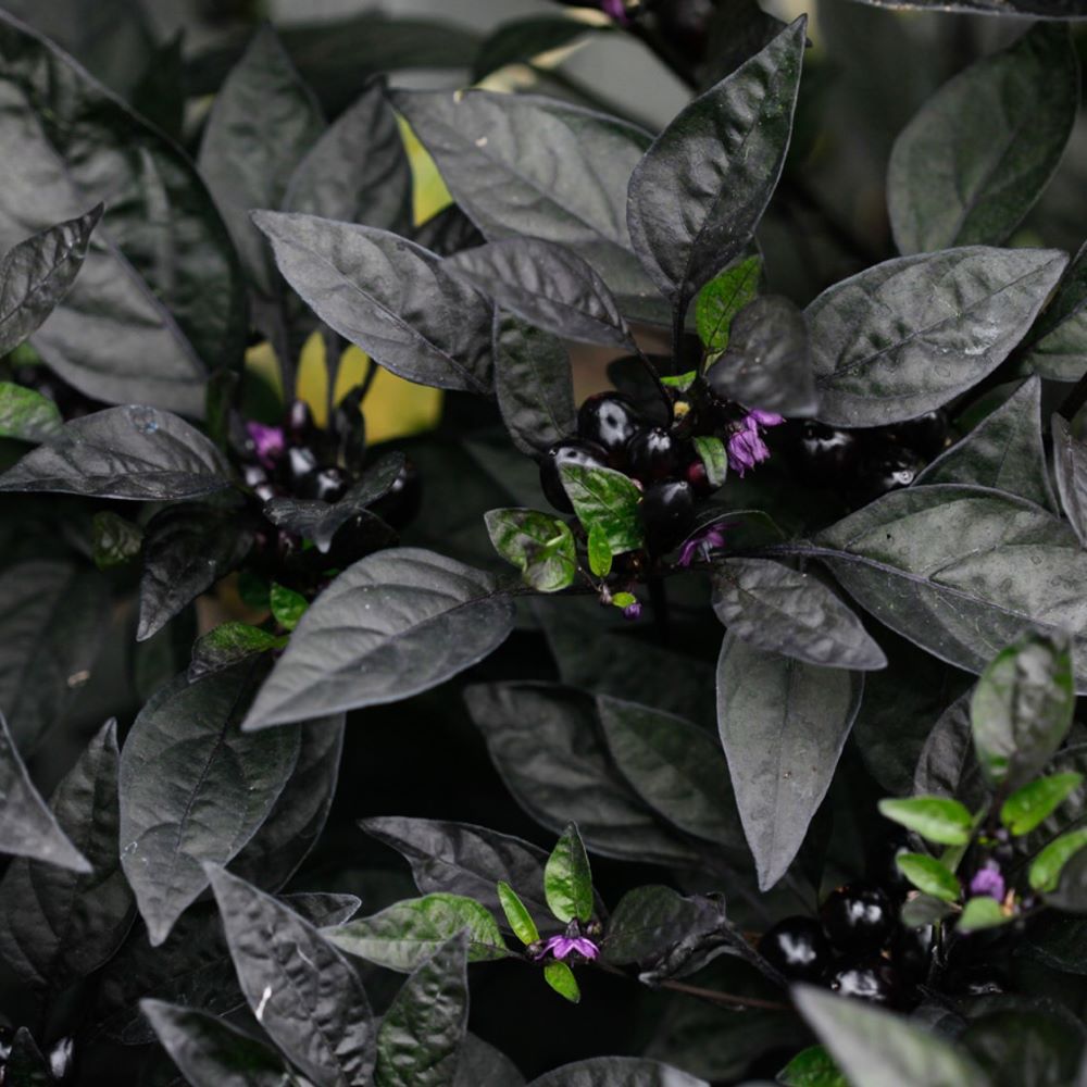 Chilli - Black Pearl