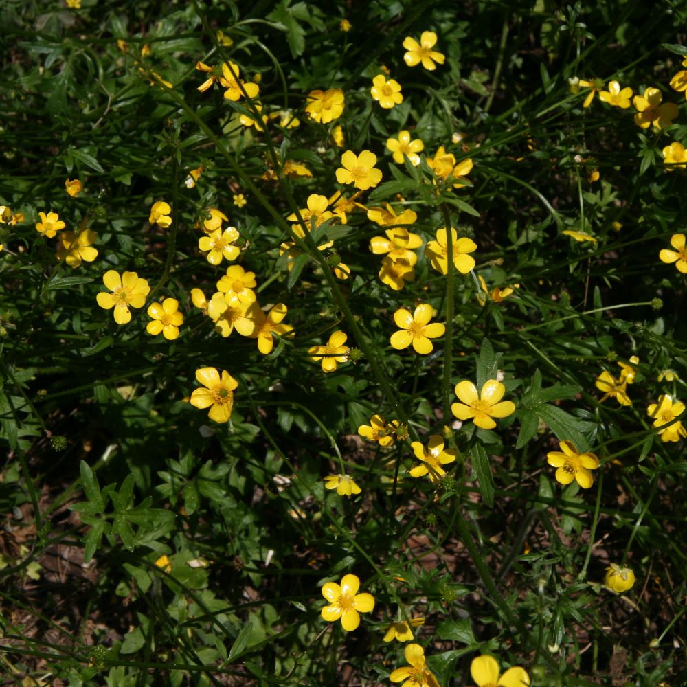 Australian Buttercup