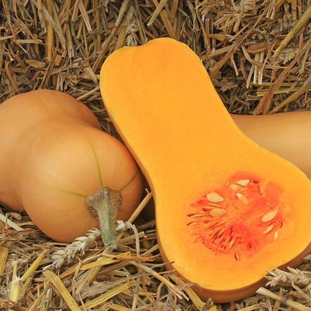 Pumpkin - Waltham Butternut