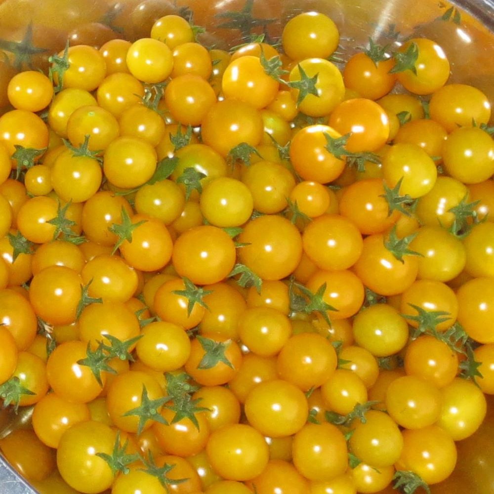 Tomato - Cherry Gold Nugget