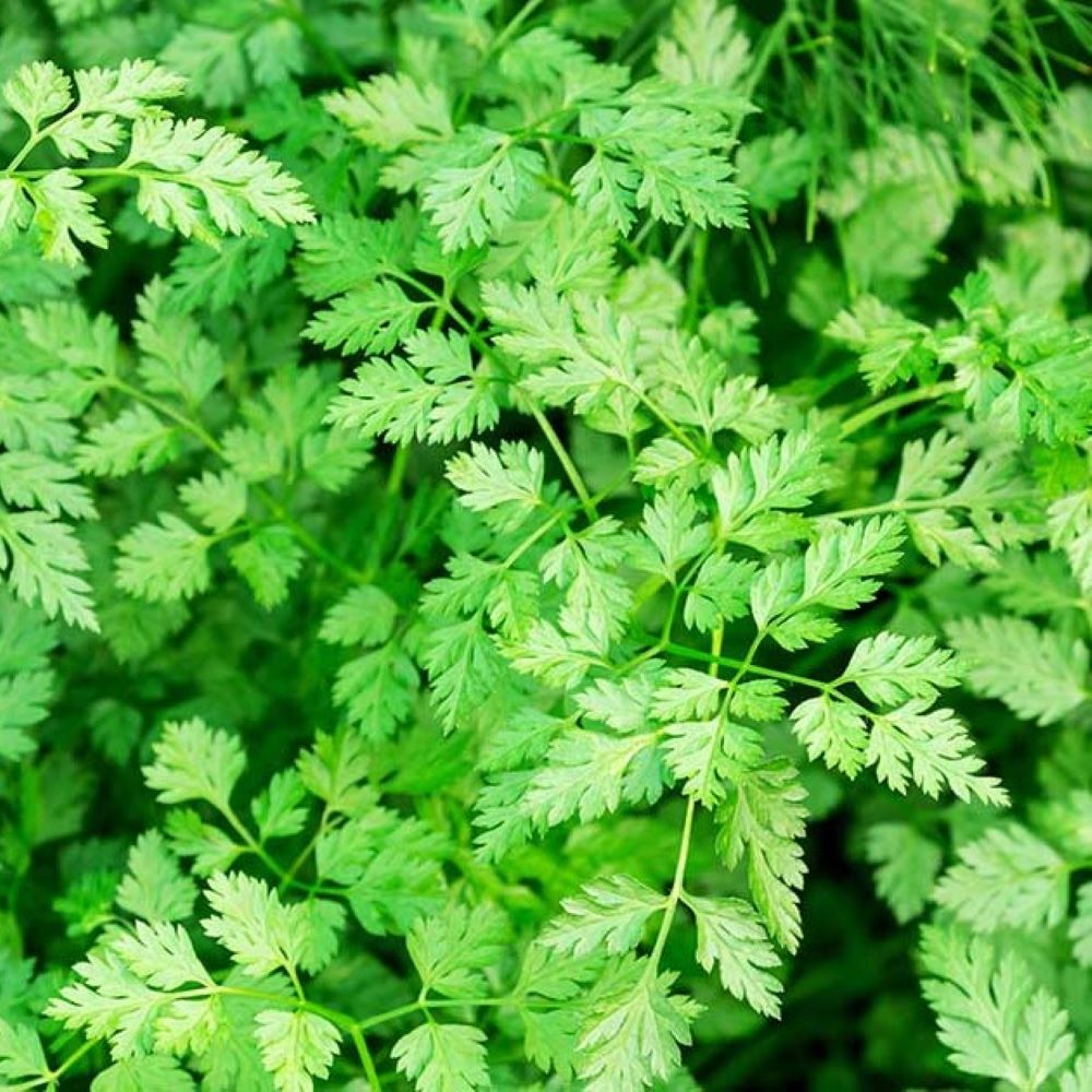 Chervil