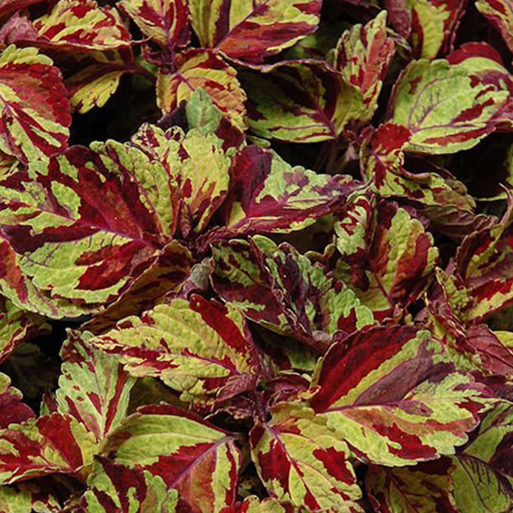 Coleus - Fairways Mosaic