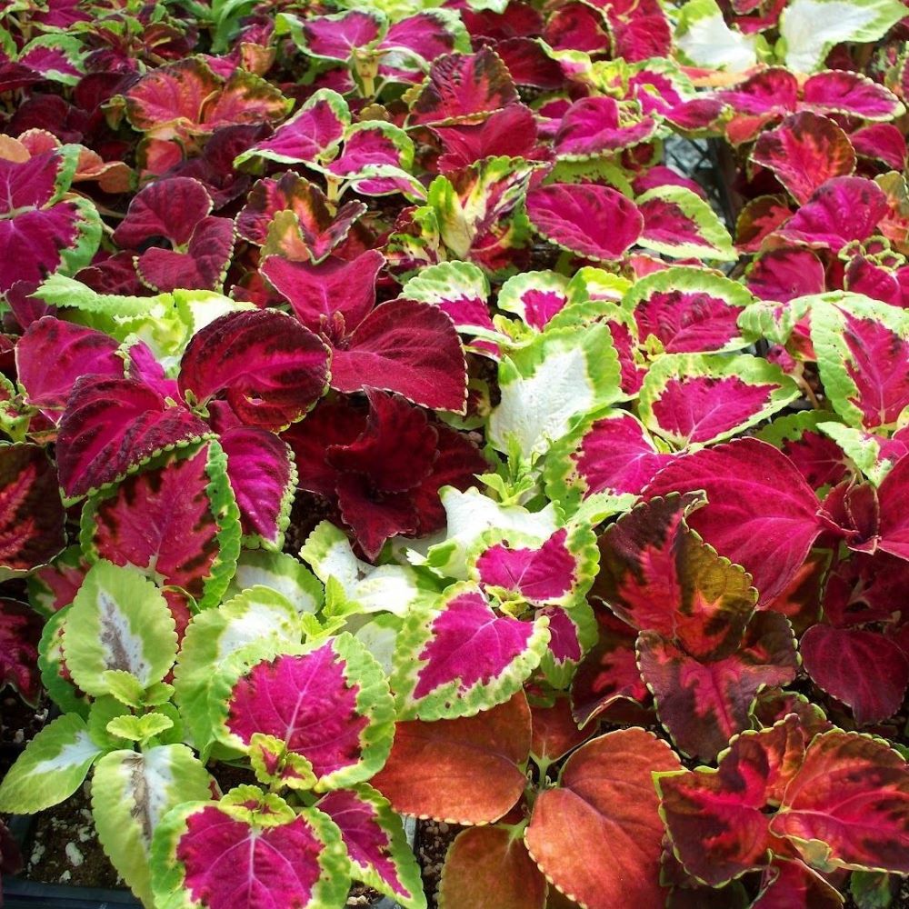 Coleus - Rainbow Mix