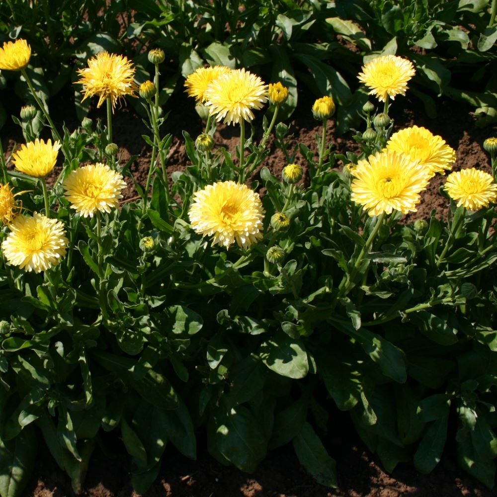 Calendula - Cream Beauty