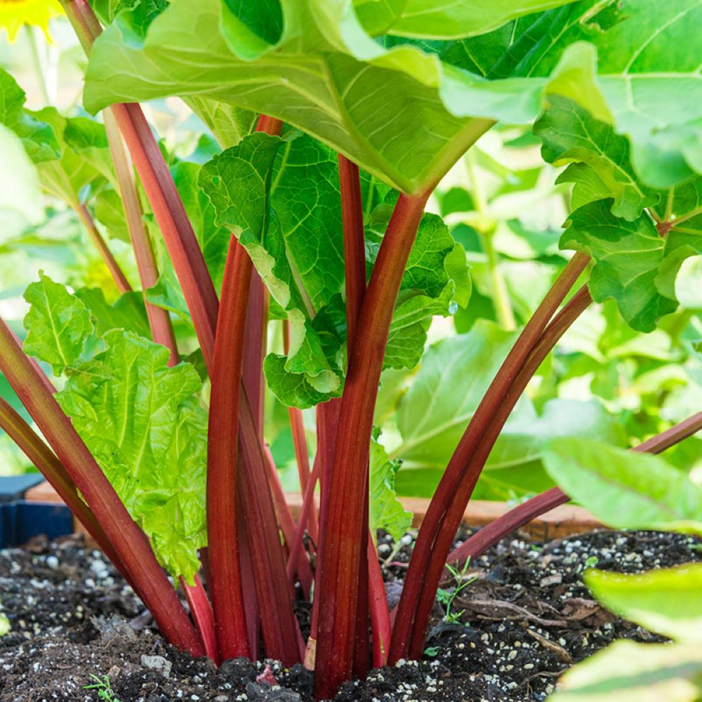 Rhubarb - Crimson