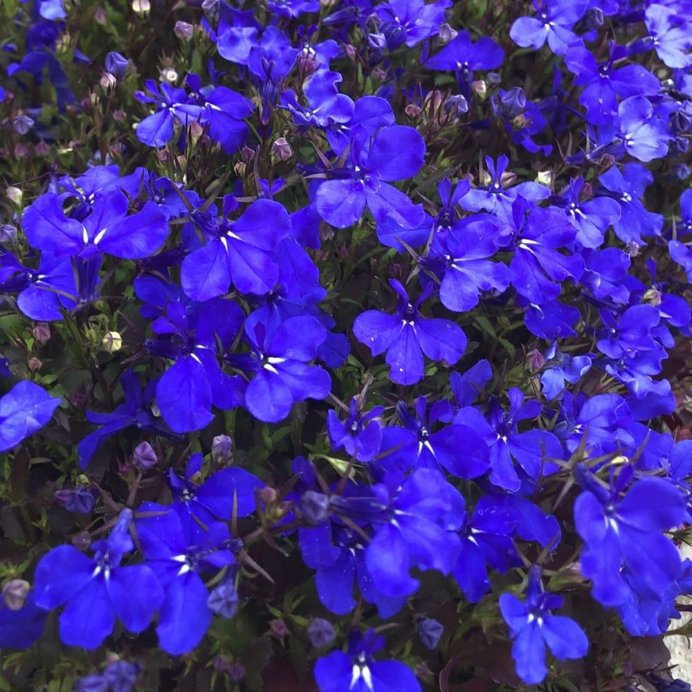 Lobelia - Crystal Palace