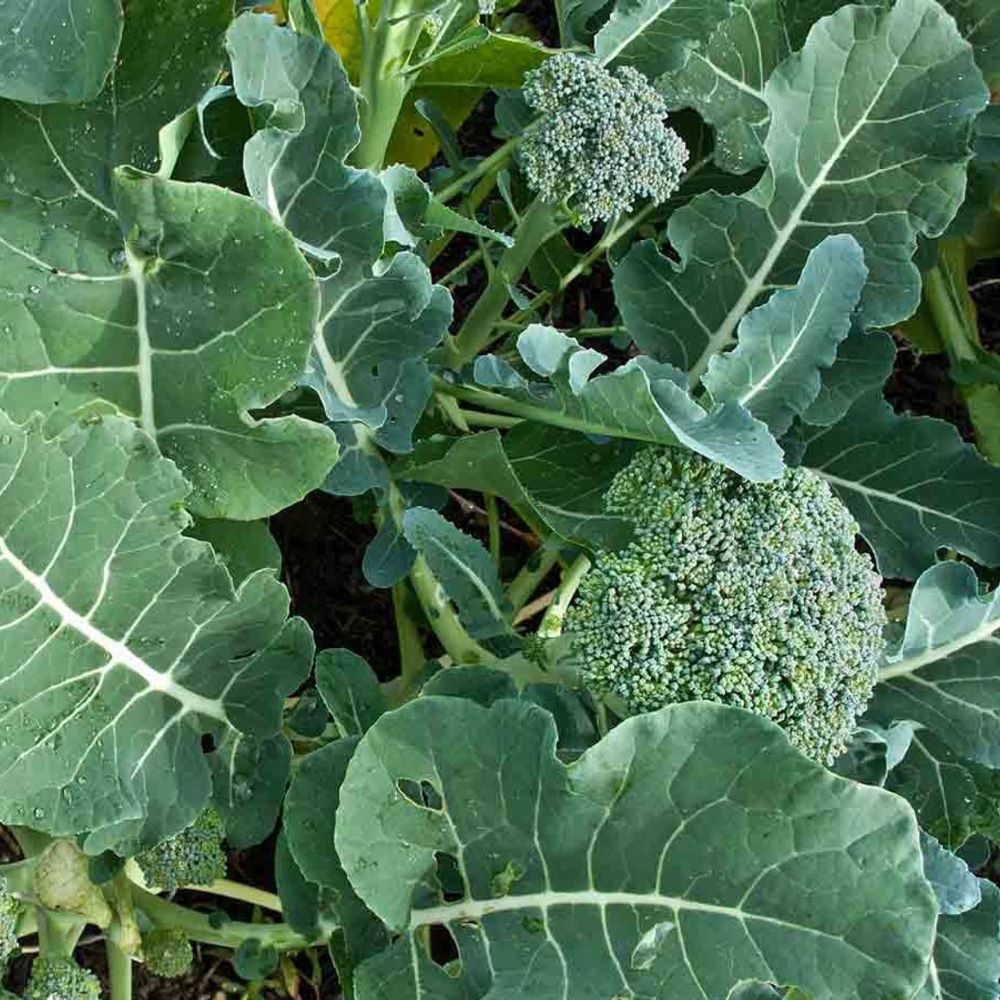 Broccoli - Di Ciccio