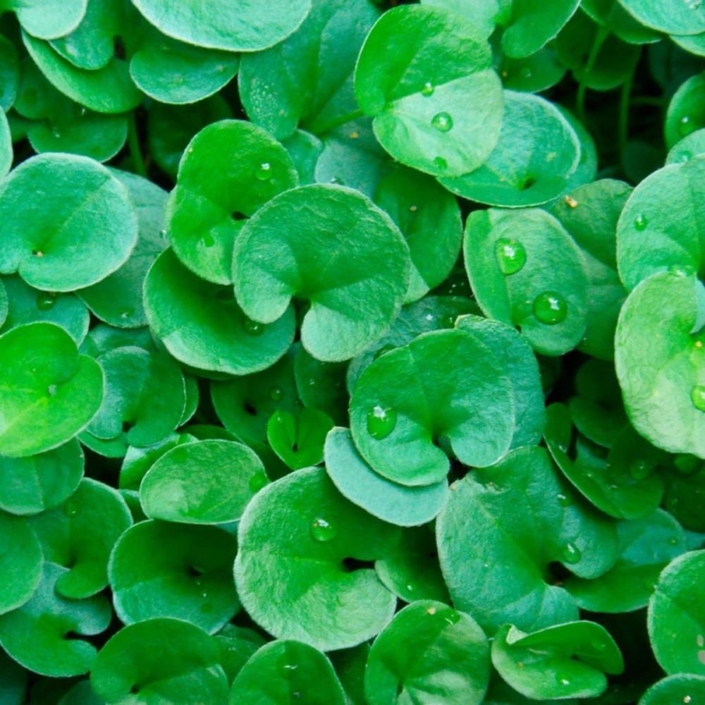 Kidney Weed