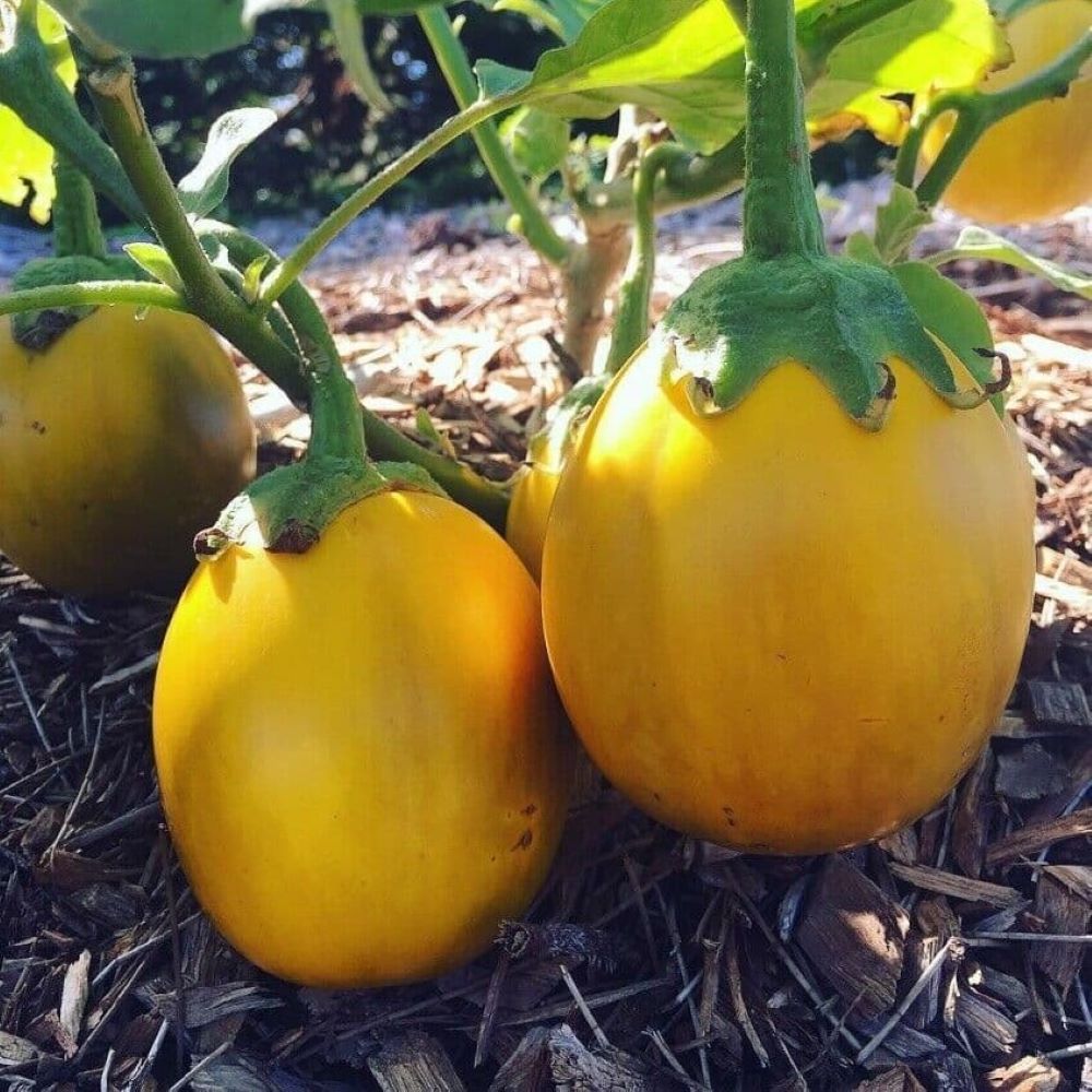 Eggplant - Golden Eggs
