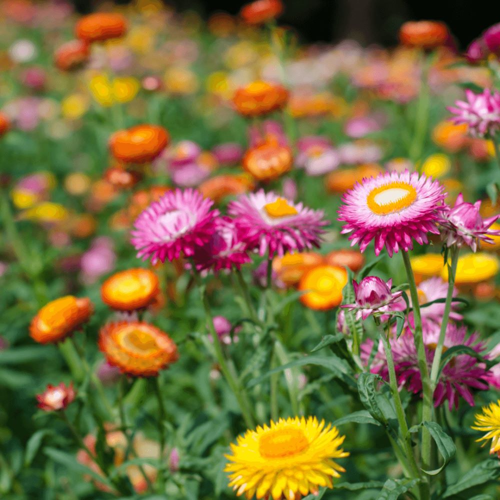 Everlasting Daisy - Tom Thumb Mix
