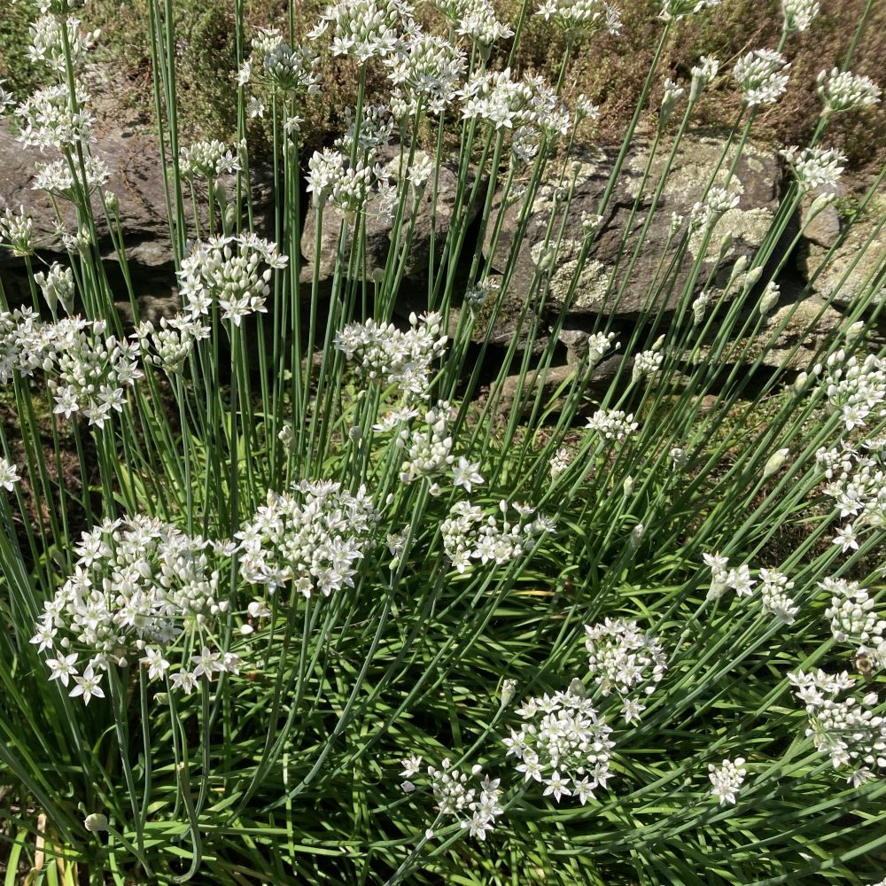 Chives - Garlic