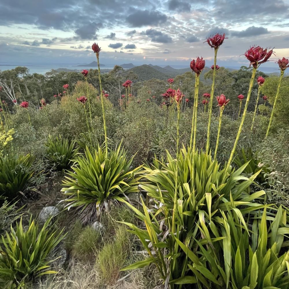 Gymea Lily