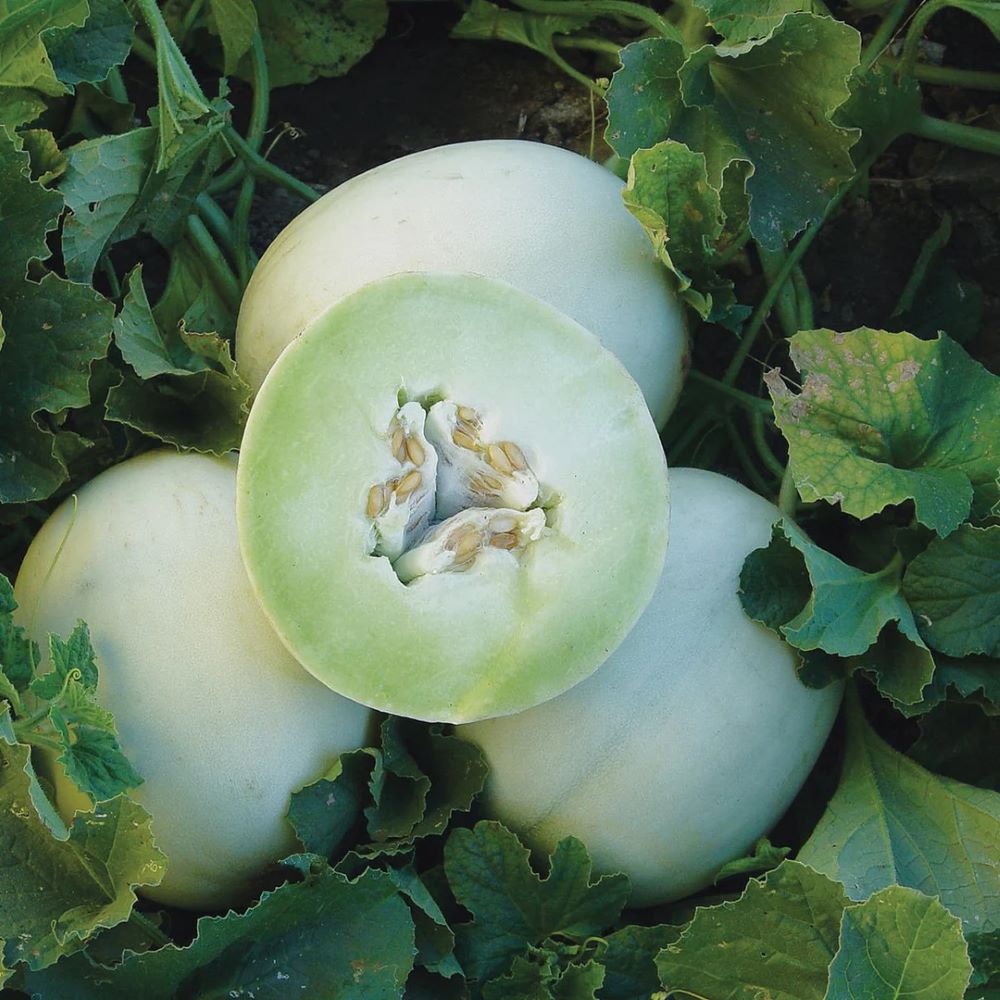 Honeydew Melon