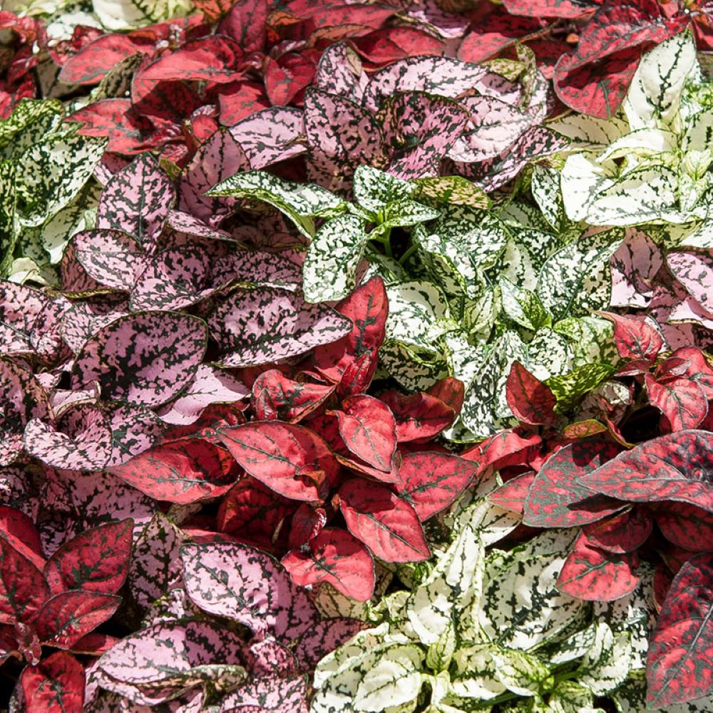 Polka Dot Plant - Confetti Mix