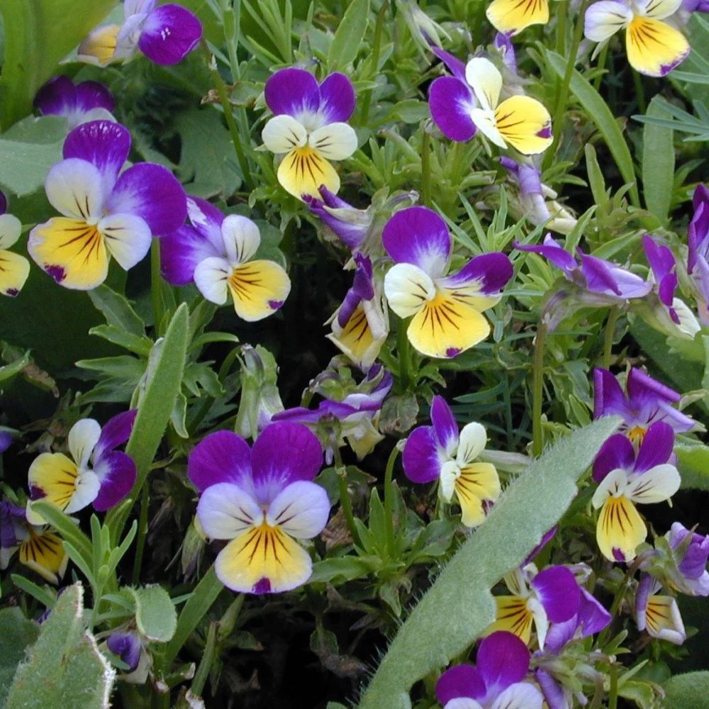 Viola - Johnny Jump Up