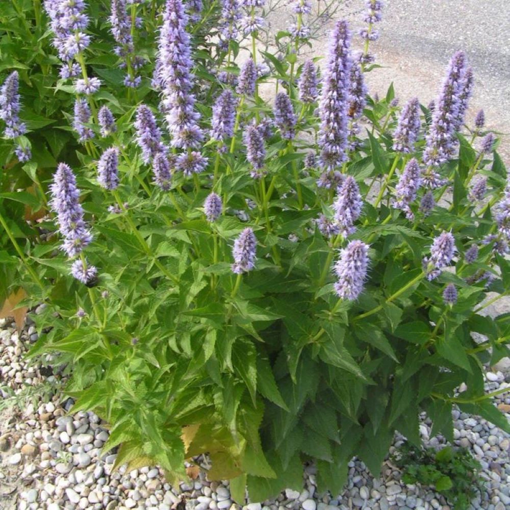 Korean Mint