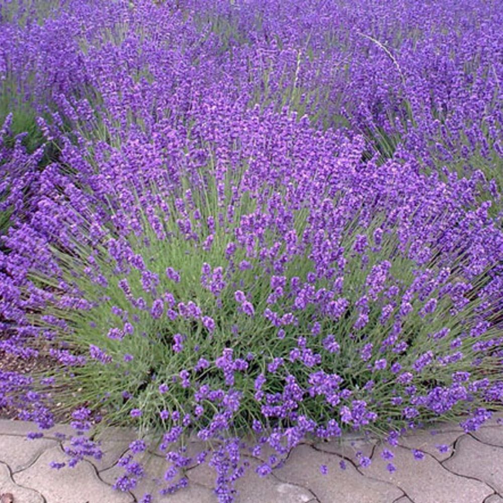 Lavender - True English