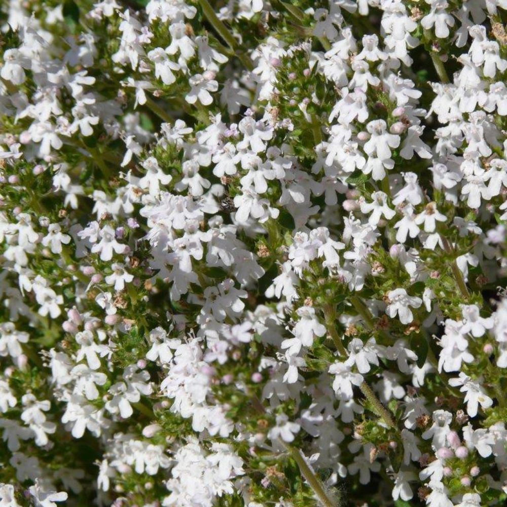 Orange Thyme