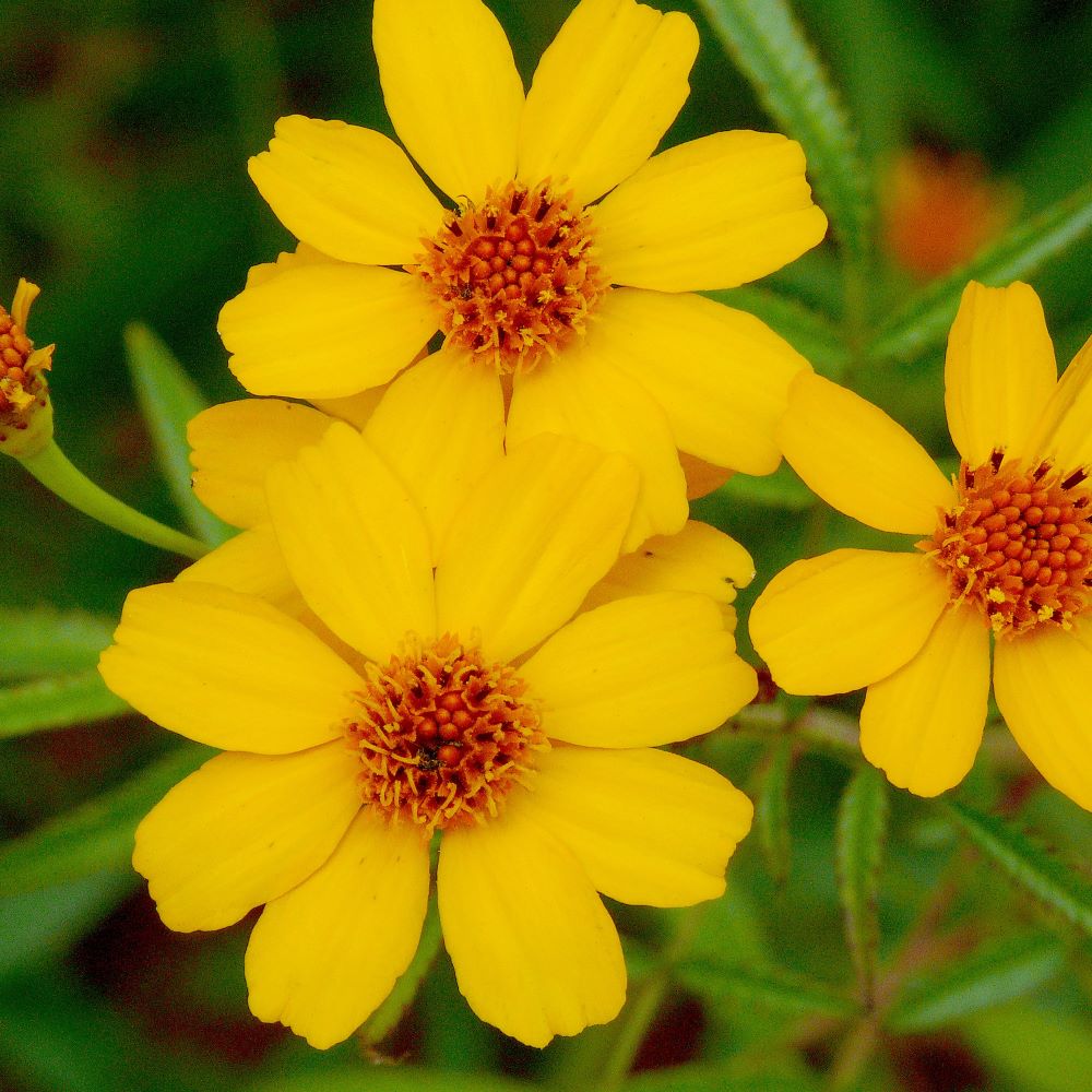 Passionfruit Marigold