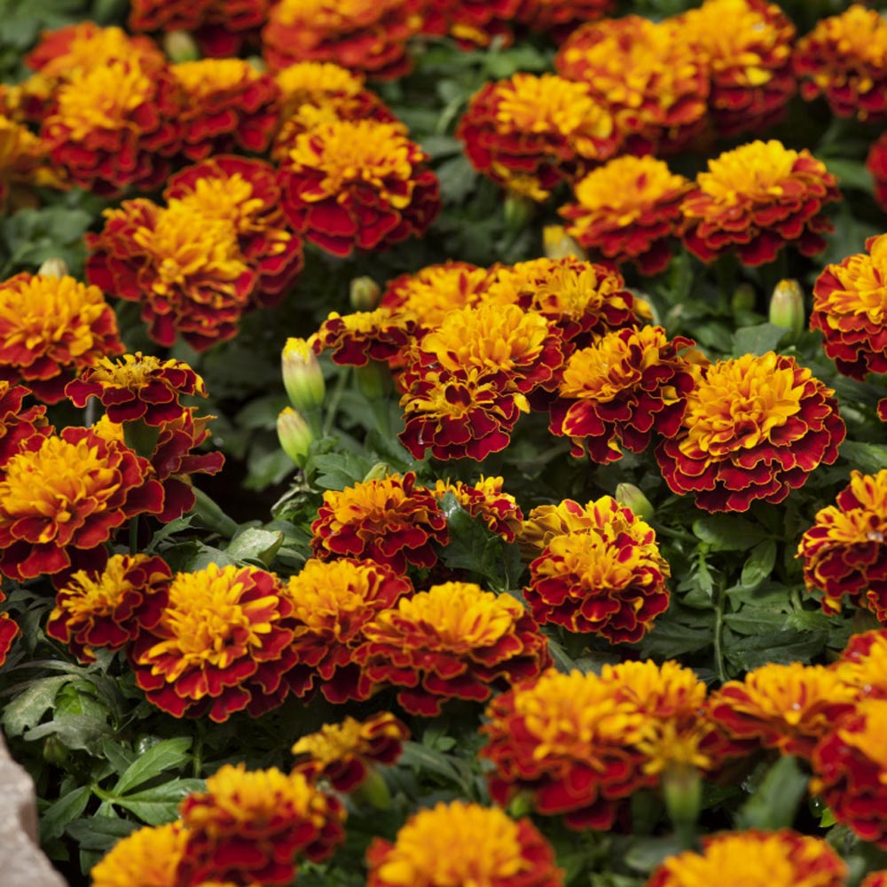 French Marigold - Petite Harmony
