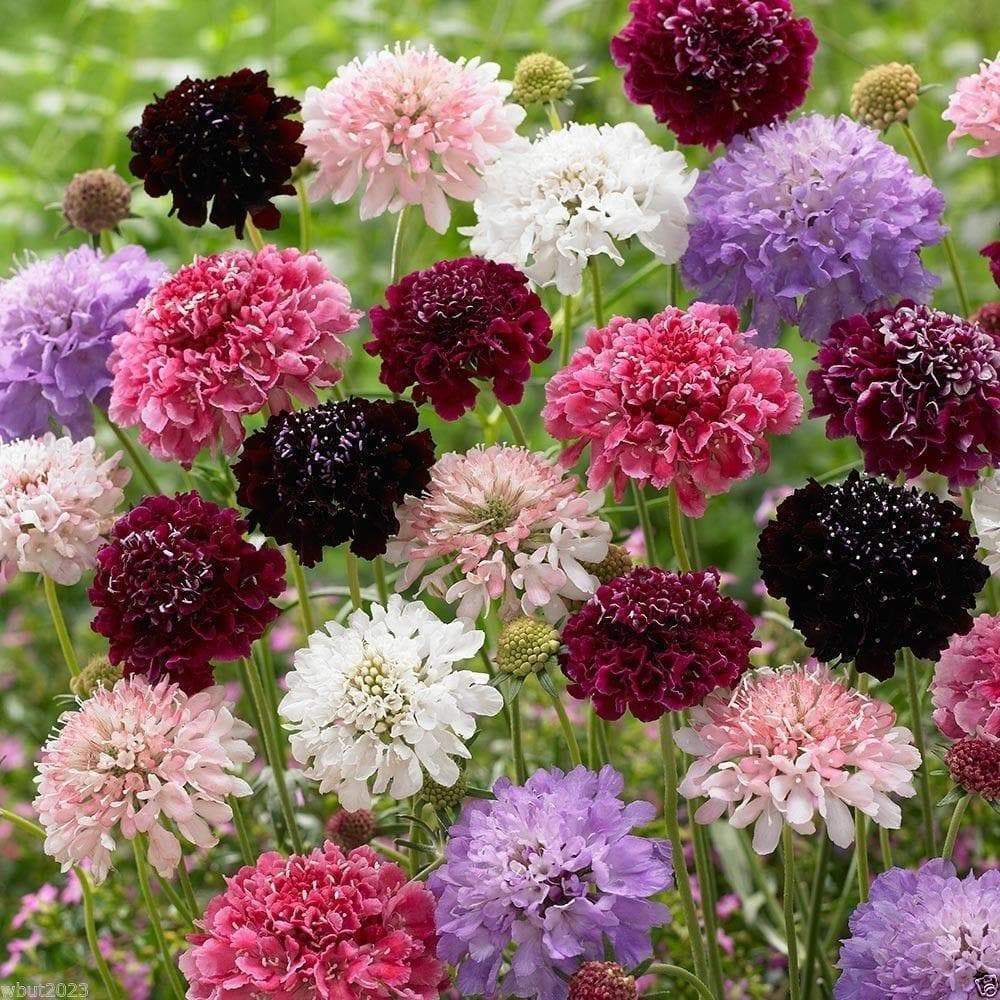 Pincushion Flower - Mix