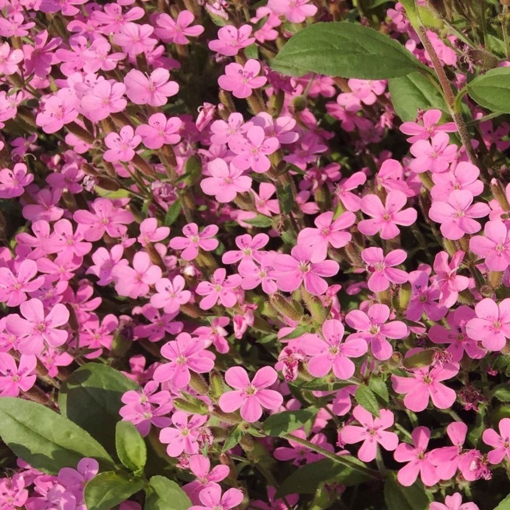 Rock Cress - Pink