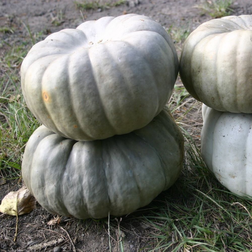 Pumpkin - Queensland Blue