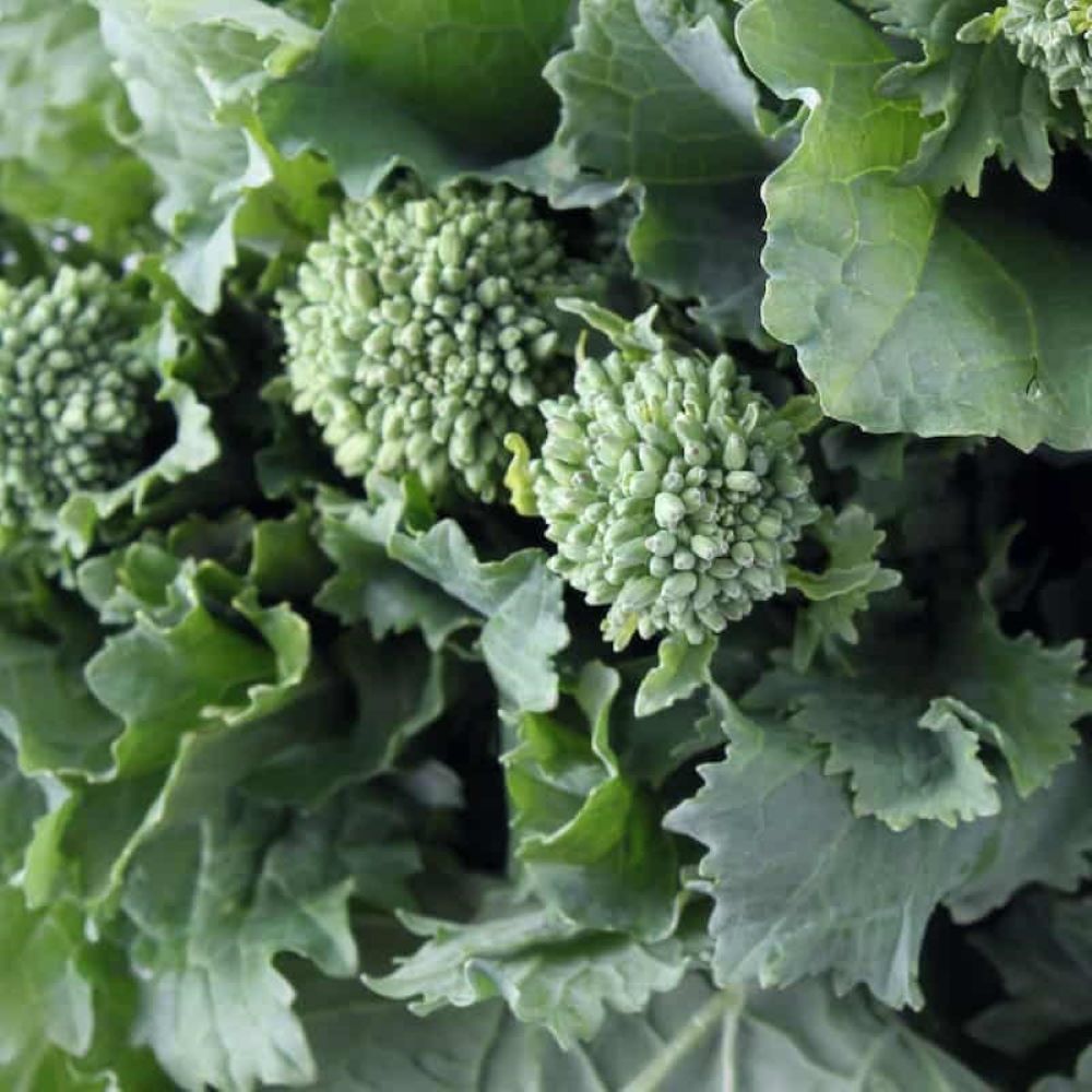 Rapini