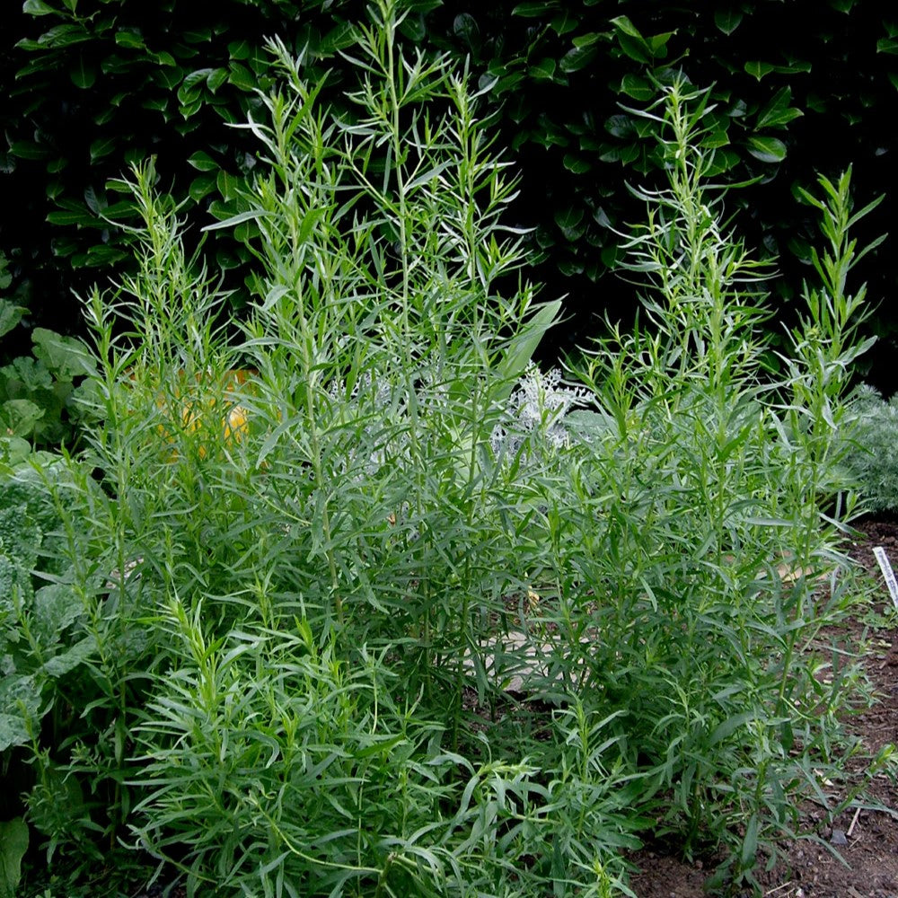 Russian Tarragon