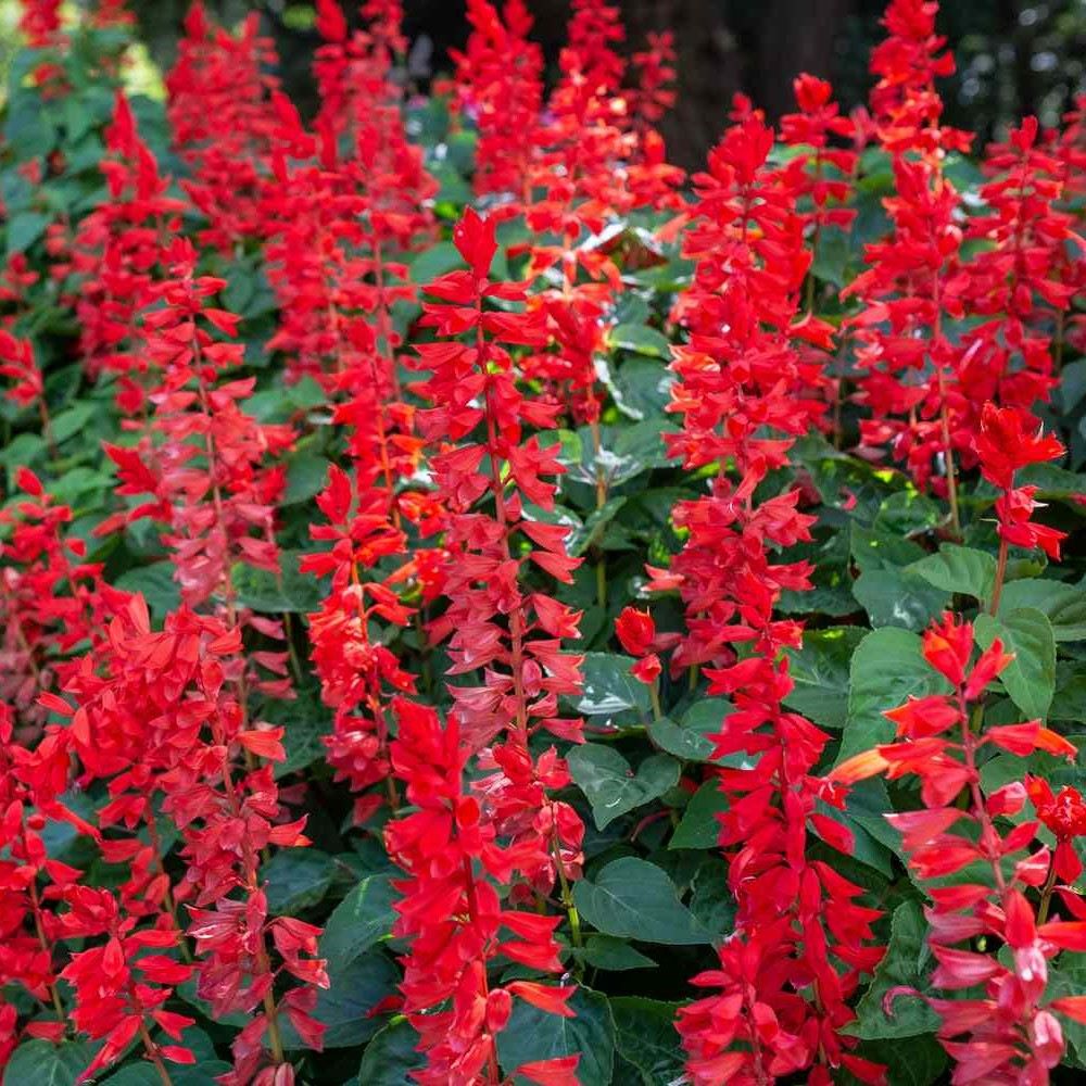 Salvia - Blaze of Fire