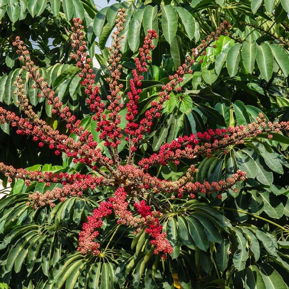 Queensland Umbrella Tree