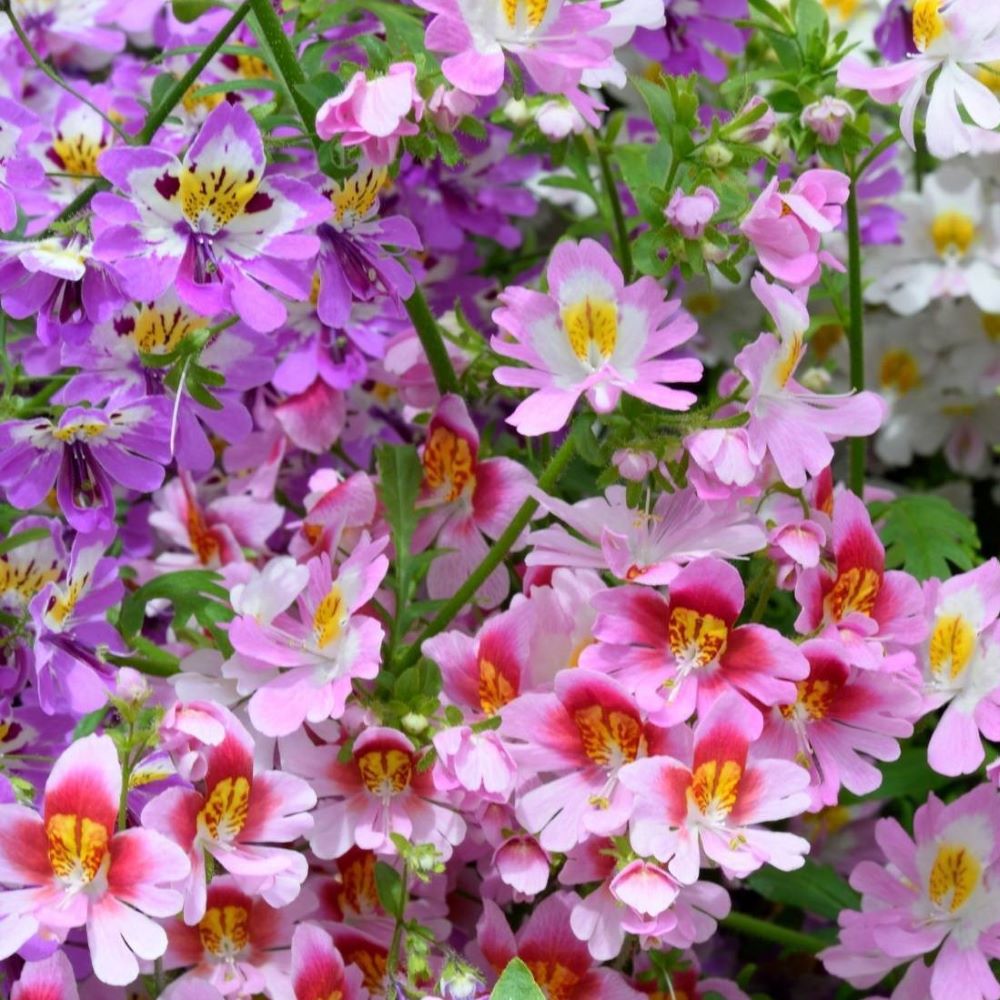 Schizanthus - Angel Wings Mix