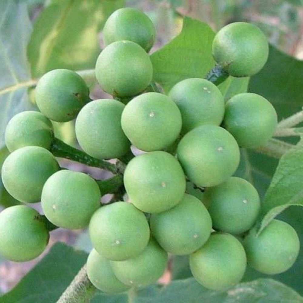 Eggplant - Pea
