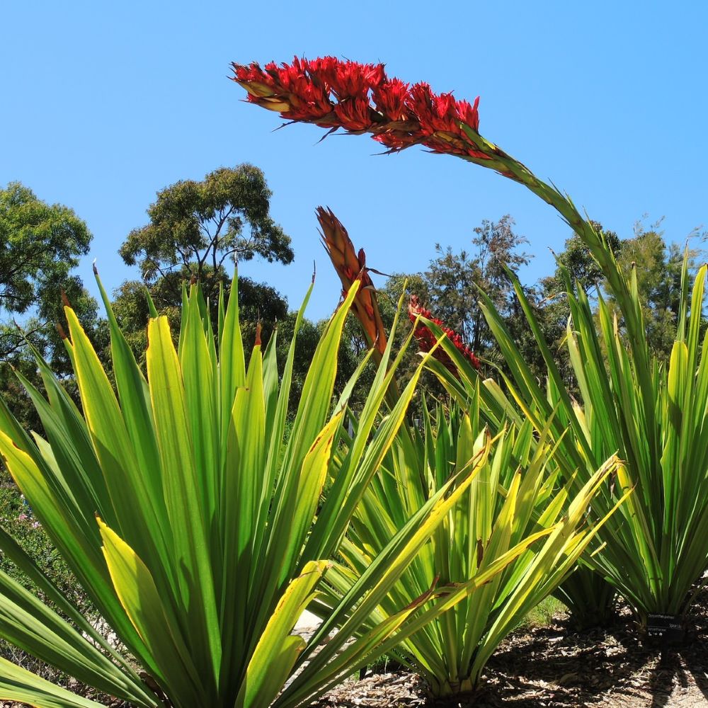 spear lily flower Giant Spear Lily