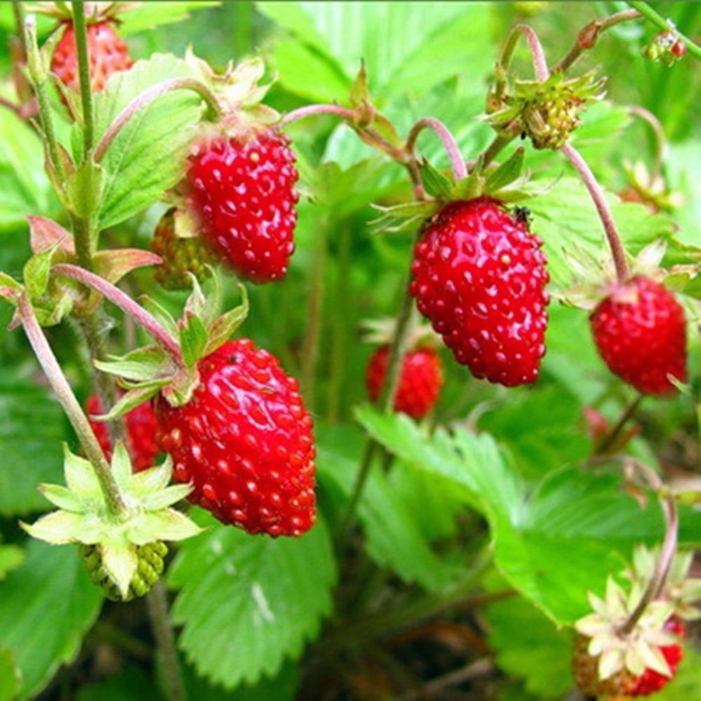 Strawberry - Alpine Regina