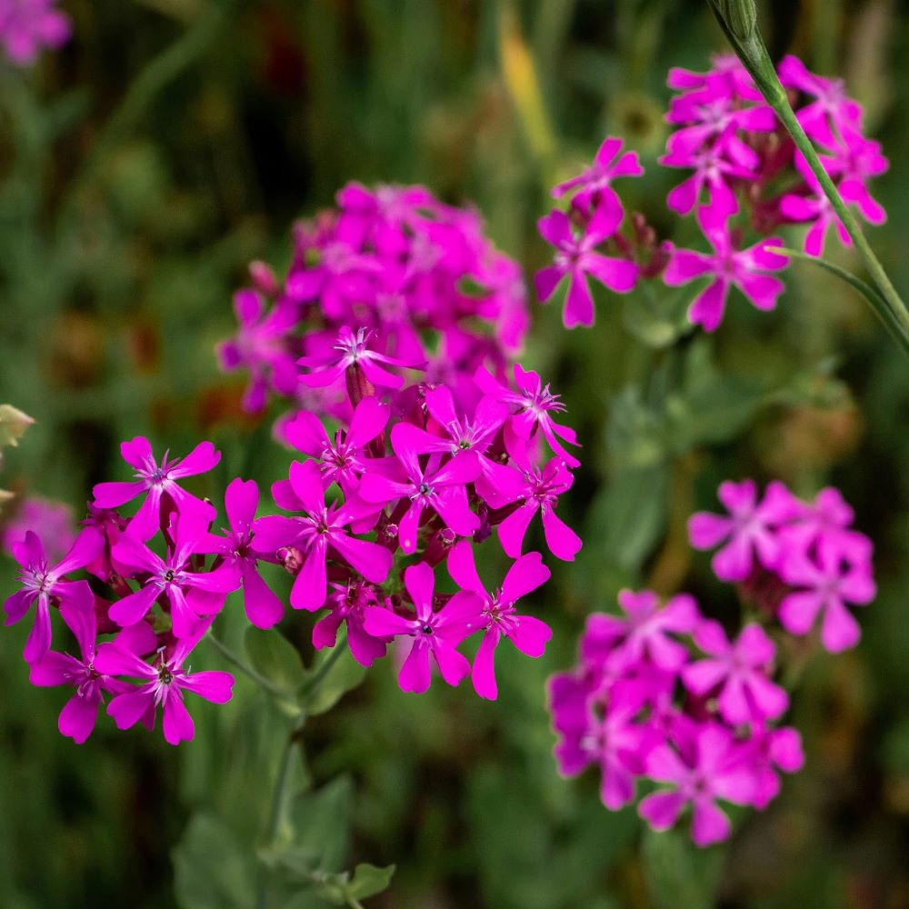 Sweet William Catchfly