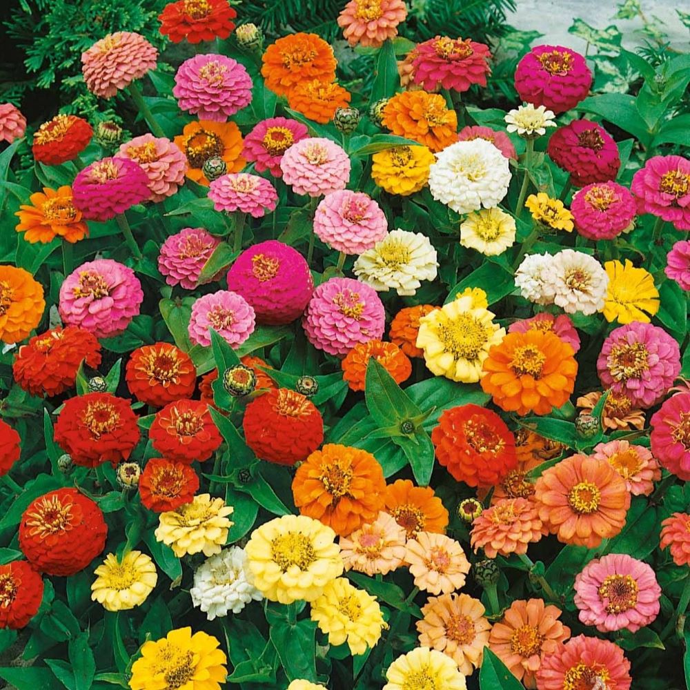 Zinnia - Thumbelina Dwarf Mix