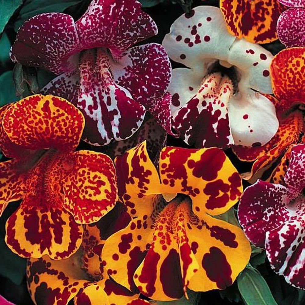 Tiger Monkey Flower - Mix