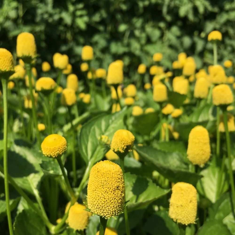 Toothache Plant - Lemon Drop