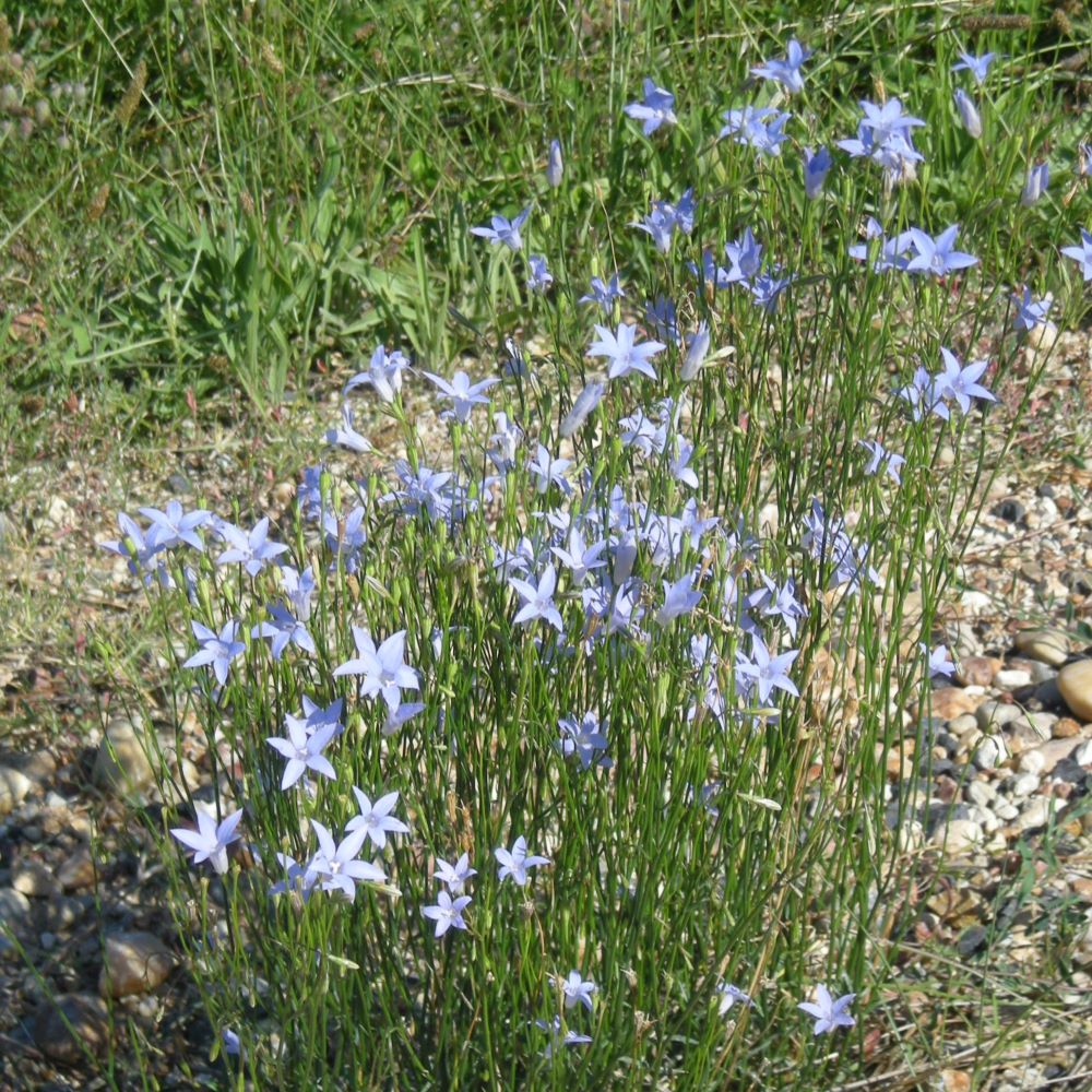 Tufted Bluebell