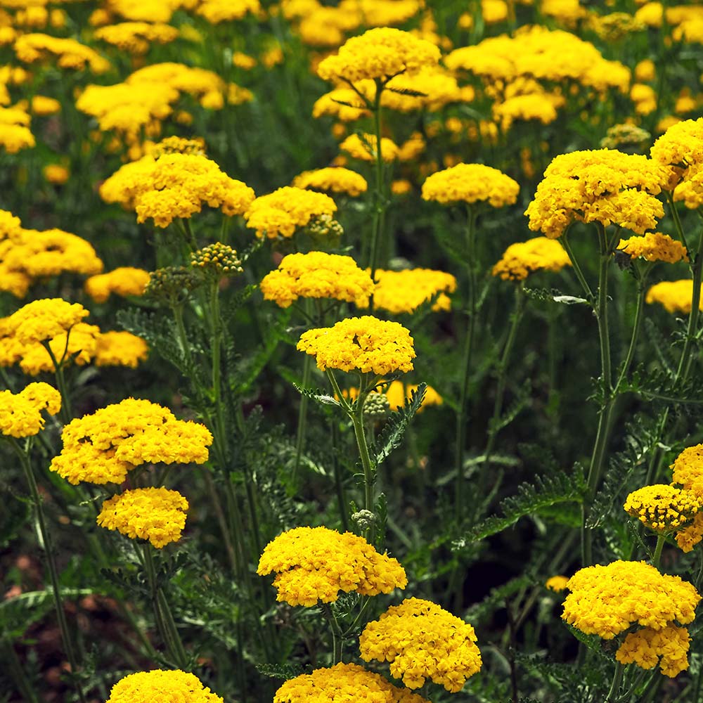Yarrow - Cloth of Gold