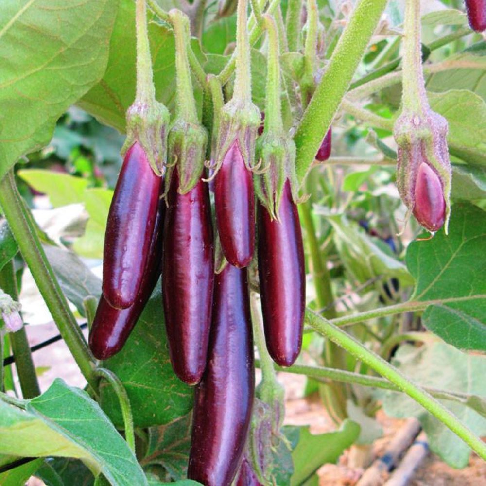 Eggplant - Little Fingers