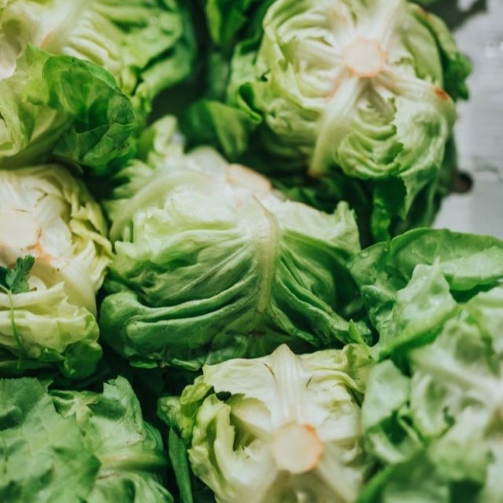 Lettuce - Iceberg