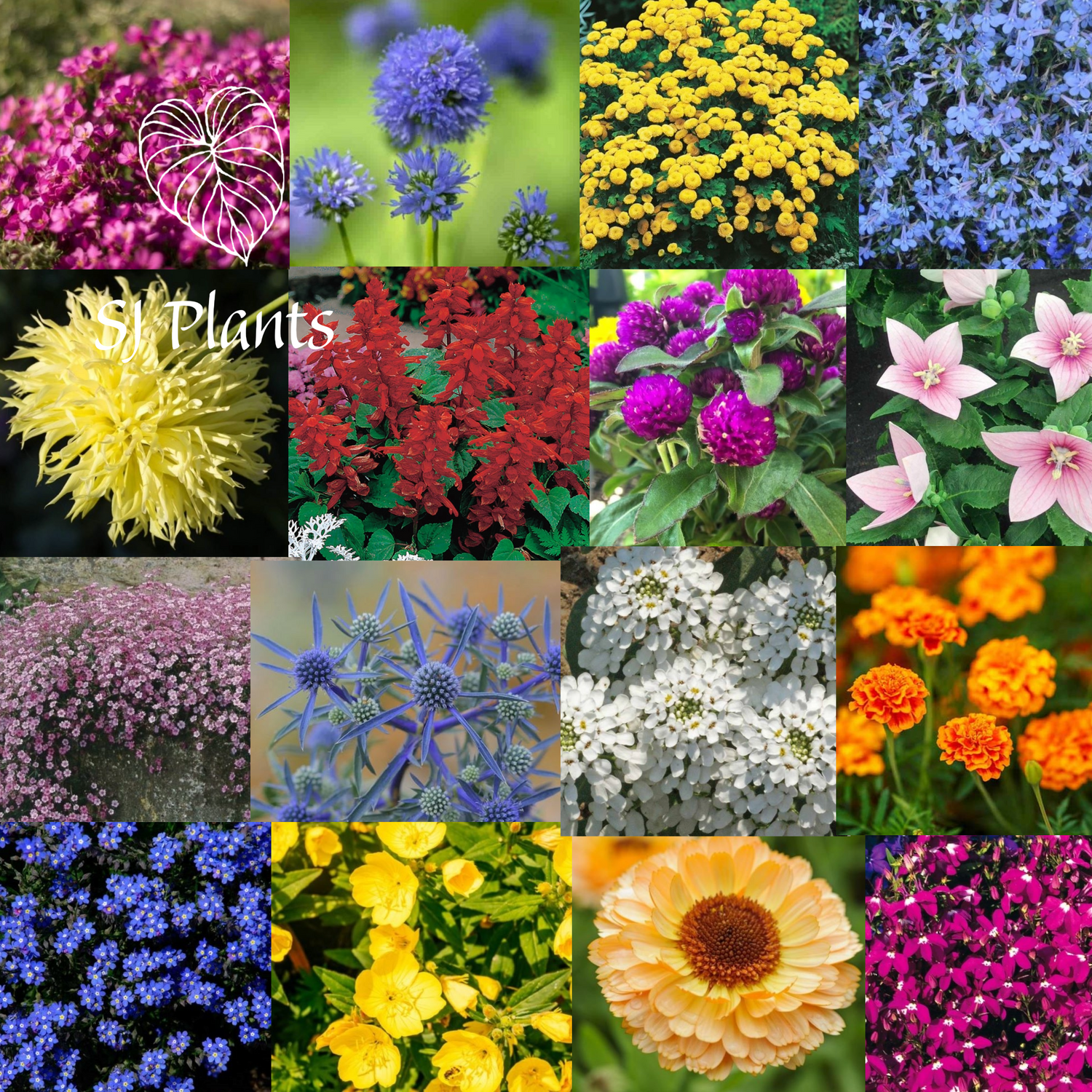 Flower Seeds
